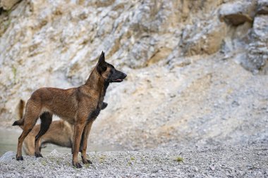 Güzel safkan Belçikalı çoban dişi kayalık doğada duruyor. Arka planda başka bir malini var..