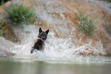 Mutlu bir köpek suya dalıyor ve dramatik bir sıçrama yaratıyor. Odaklanmış bakışı ve enerjik hareketi doğadaki oyun zamanının heyecanını yakalar..