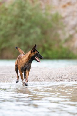 Belçikalı bir Malinois sığ sularda neşeyle koşar, hareket ederken su sıçrar, dili dışarı çıkar ve kulakları açık, doğa tarafından kuşatılmıştır..