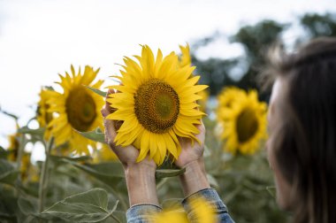 Bir insan, parlak bir gökyüzünün altında canlı sarı çiçeklerle çevrili büyük bir ayçiçeğini nazikçe tutar..