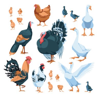 set of farm birds: chicken, rooster, hens, goose, turkey. Isolated on white background. Vector flat illustration. Agriculture, farming and cattle breeding clipart