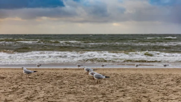 Lange Sandküste Der Ostsee Mit Wandernden Möwen — Stockfoto