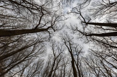 Look up in small park full of old high trees without leaves after winter