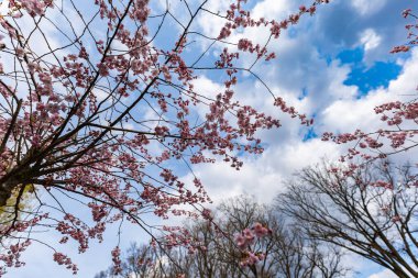 Beautiful fresh blooming tree with tiny pink leaves and flowers at sunny cloudy day