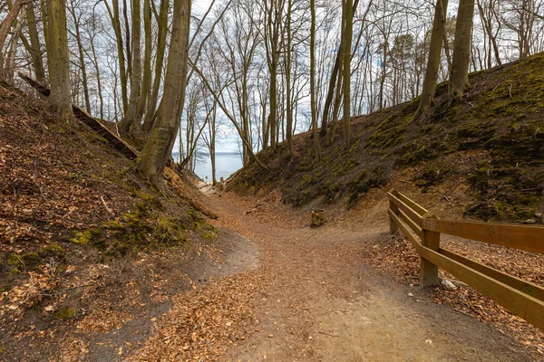 Small path in park full of old trees to small beach next to Baltic sea