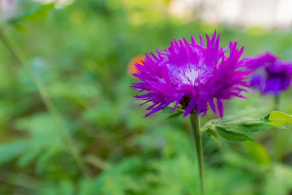 Ένα Μικρό Μωβ Λουλούδι Ανάμεσα Πολλούς Πράσινους Θάμνους Τριγύρω — Φωτογραφία Αρχείου