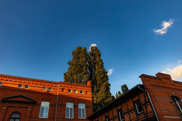 Vysoký Strom Mezi Dvěma Zrekonstruovanými Cihlovými Budovami Slunečného Bezmračného Odpoledne — Stock fotografie