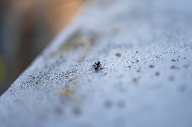 Beton duvarda yürüyen bir karıncanın makro fotoğrafı.