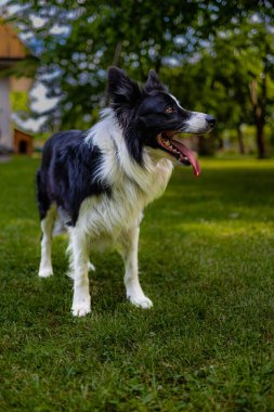 Yeşil çimen ve ağaçlarla dolu yeşil bir arazide siyah beyaz bir köpek.