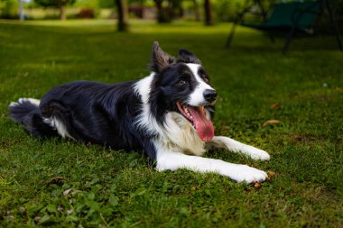 Yeşil çimen ve ağaçlarla dolu yeşil bir arazide siyah beyaz bir köpek.