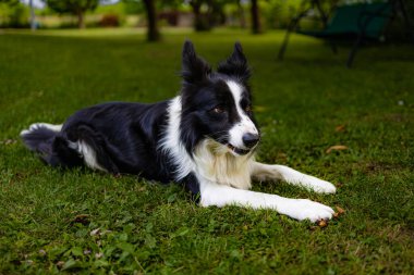 Yeşil çimen ve ağaçlarla dolu yeşil bir arazide siyah beyaz bir köpek.