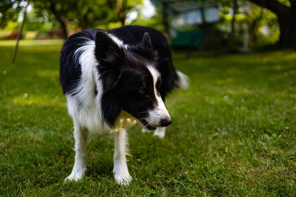 緑の芝生と木々に囲まれた緑のグレードの黒と白の犬 — ストック写真