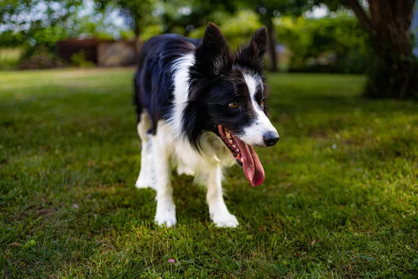 緑の芝生と木々に囲まれた緑のグレードの黒と白の犬 — ストック写真