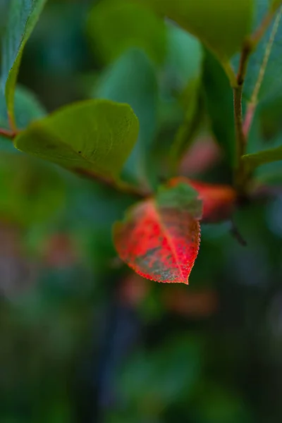 Küçük Toplar Renkli Yapraklarla Dolu Büyük Bir Çalı — Stok fotoğraf