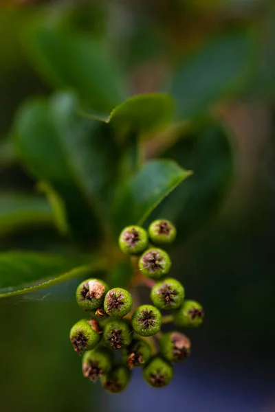 Grand Buisson Plein Petites Boules Feuilles Colorées — Photo