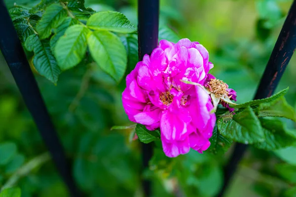 A large bright pink flower on a small green bush