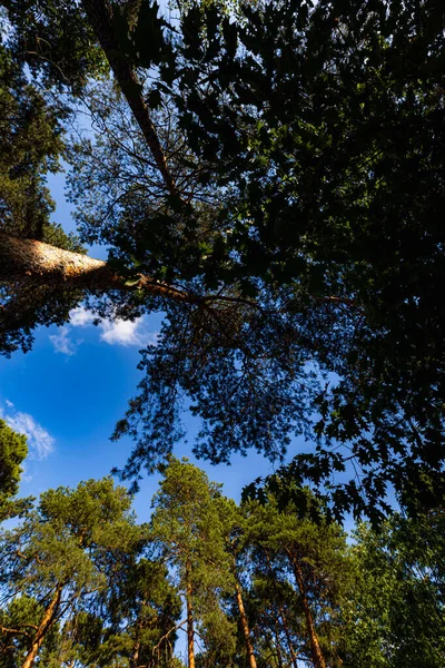 Vista Inferior Altas Copas Árvores Cheias Folhas Belo Céu Azul — Fotografia de Stock