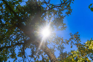 Güneşli bir günde Kore köknarı üzerinde büyüyen küçük mavi koniler.
