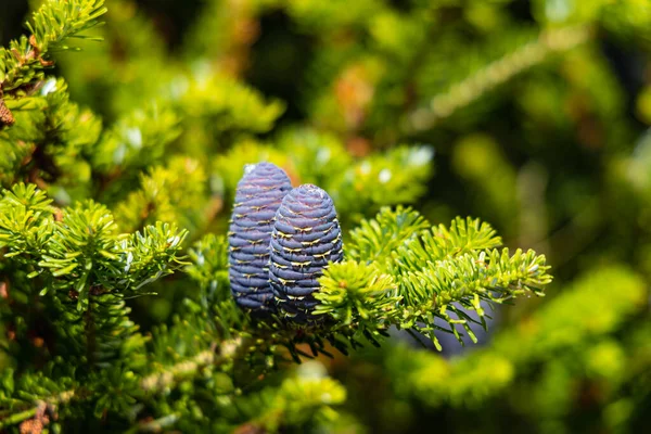 Small Young Blue Cones Growing Upwards Korean Fir Sunny Day — Stock Photo, Image