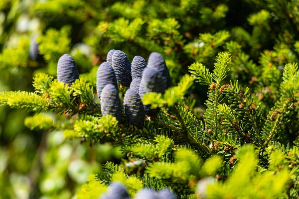 Güneşli Bir Günde Kore Köknarı Üzerinde Büyüyen Küçük Mavi Koniler — Stok fotoğraf