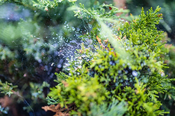 Orvalho Manhã Uma Teia Arbustos Entre Arbustos — Fotografia de Stock