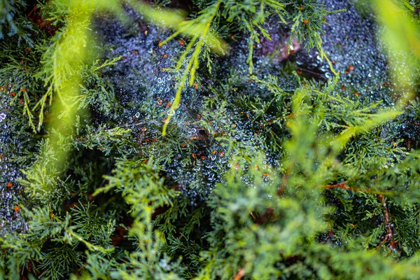 Morning Dew Cobweb Bushes — Stock Photo, Image