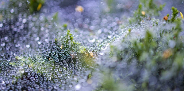 Morgendauw Een Spinnenweb Tussen Struiken — Stockfoto