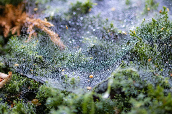 Morgendauw Een Spinnenweb Tussen Struiken — Stockfoto