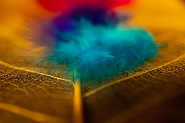 几片色彩斑斓的人造羽毛躺在一片透明的大叶子上的近景 — 图库照片