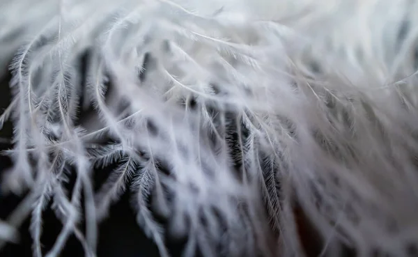 大型人造纤维羽毛的特写 — 图库照片