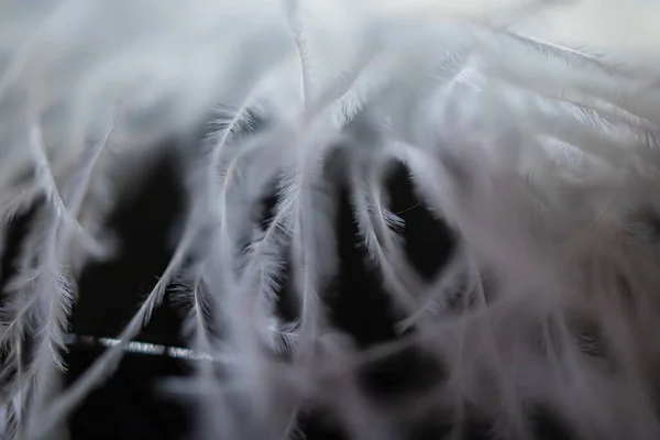大型人造纤维羽毛的特写 — 图库照片