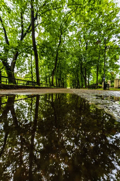 Longo Caminho Entre Árvores Verdes Passeio Pela Cidade Refletindo Uma — Fotografia de Stock
