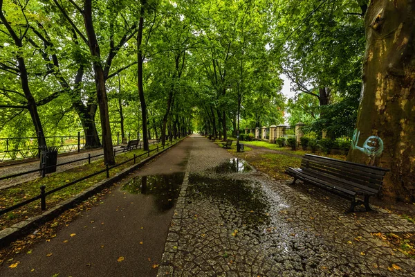 Długa Droga Między Zielonymi Drzewami Miejskiej Promenadzie Odzwierciedlająca Kałużę Słoneczny — Zdjęcie stockowe