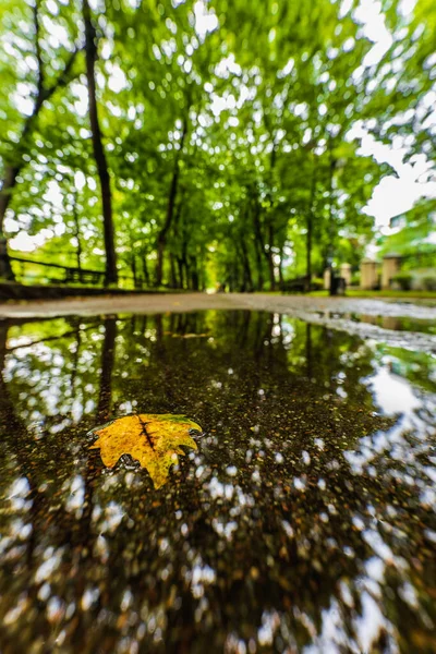 晴れた日の水たまりの中を反映して 都市の遊歩道の緑の木の間の長い道 — ストック写真