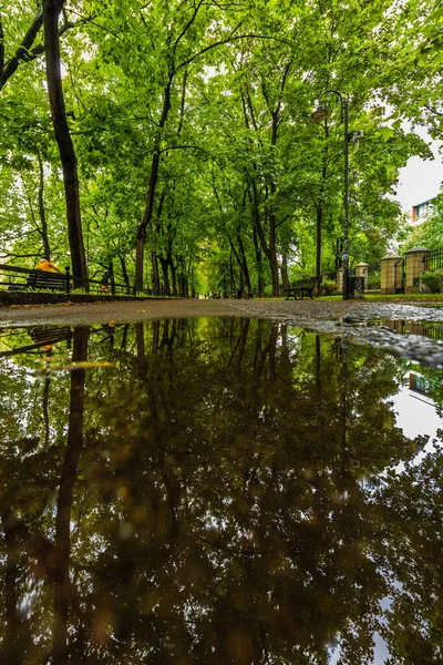 Een Lang Pad Tussen Groene Bomen Een Stadpromenade Reflecterend Een — Stockfoto