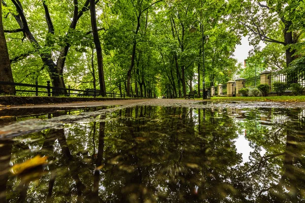 A long path between green trees on a city promenade, reflecting in a puddle on a sunny day