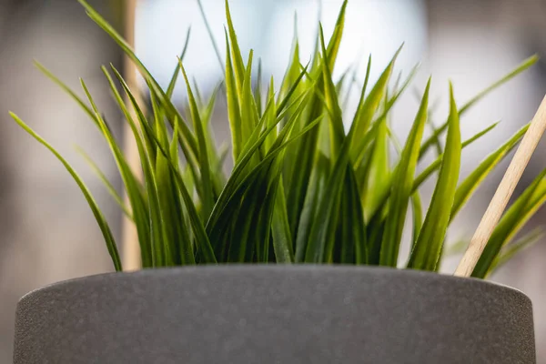 stock image Green artificial grass with a lot of plastic stems in gray concrete flower pot