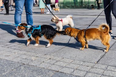 Wroclaw, Polonya - Eylül 2022: Wroclaw 'daki özgürlük meydanı ve Wroclaw' daki küçük ve büyük köpeklerle dolu şehir sokakları.