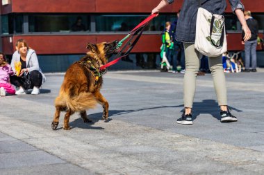Wroclaw, Polonya - Eylül 2022: Wroclaw 'daki özgürlük meydanı ve Wroclaw' daki küçük ve büyük köpeklerle dolu şehir sokakları.
