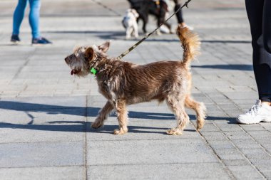 Wroclaw, Polonya - Eylül 2022: Wroclaw 'daki özgürlük meydanı ve Wroclaw' daki küçük ve büyük köpeklerle dolu şehir sokakları.