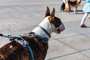 Wroclaw, Polonya - Eylül 2022: Wroclaw 'daki özgürlük meydanı ve Wroclaw' daki küçük ve büyük köpeklerle dolu şehir sokakları.