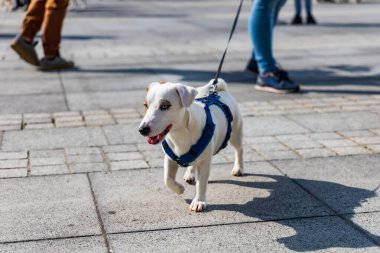 Wroclaw, Polonya - Eylül 2022: Wroclaw 'daki özgürlük meydanı ve Wroclaw' daki küçük ve büyük köpeklerle dolu şehir sokakları.