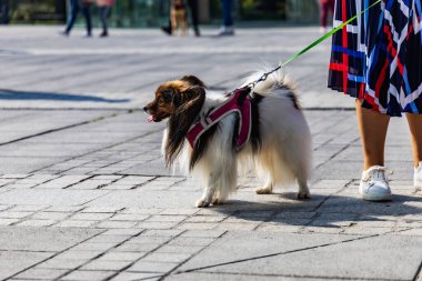 Wroclaw, Polonya - Eylül 2022: Wroclaw 'daki özgürlük meydanı ve Wroclaw' daki küçük ve büyük köpeklerle dolu şehir sokakları.