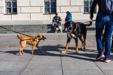 Wroclaw, Polonya - Eylül 2022: Wroclaw 'daki özgürlük meydanı ve Wroclaw' daki küçük ve büyük köpeklerle dolu şehir sokakları.