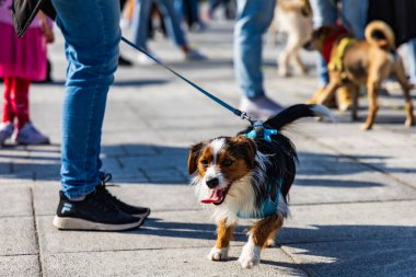 Wroclaw, Polonya - Eylül 2022: Wroclaw 'daki özgürlük meydanı ve Wroclaw' daki küçük ve büyük köpeklerle dolu şehir sokakları.
