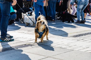Wroclaw, Polonya - Eylül 2022: Wroclaw 'daki özgürlük meydanı ve Wroclaw' daki küçük ve büyük köpeklerle dolu şehir sokakları.