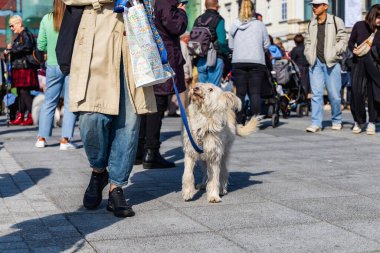 Wroclaw, Polonya - Eylül 2022: Wroclaw 'daki özgürlük meydanı ve Wroclaw' daki küçük ve büyük köpeklerle dolu şehir sokakları.