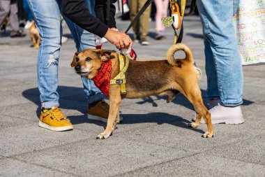 Wroclaw, Polonya - Eylül 2022: Wroclaw 'daki özgürlük meydanı ve Wroclaw' daki küçük ve büyük köpeklerle dolu şehir sokakları.