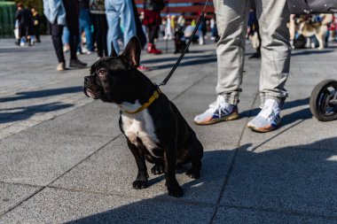 Wroclaw, Polonya - Eylül 2022: Wroclaw 'daki özgürlük meydanı ve Wroclaw' daki küçük ve büyük köpeklerle dolu şehir sokakları.