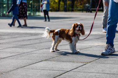 Wroclaw, Polonya - Eylül 2022: Wroclaw 'daki özgürlük meydanı ve Wroclaw' daki küçük ve büyük köpeklerle dolu şehir sokakları.